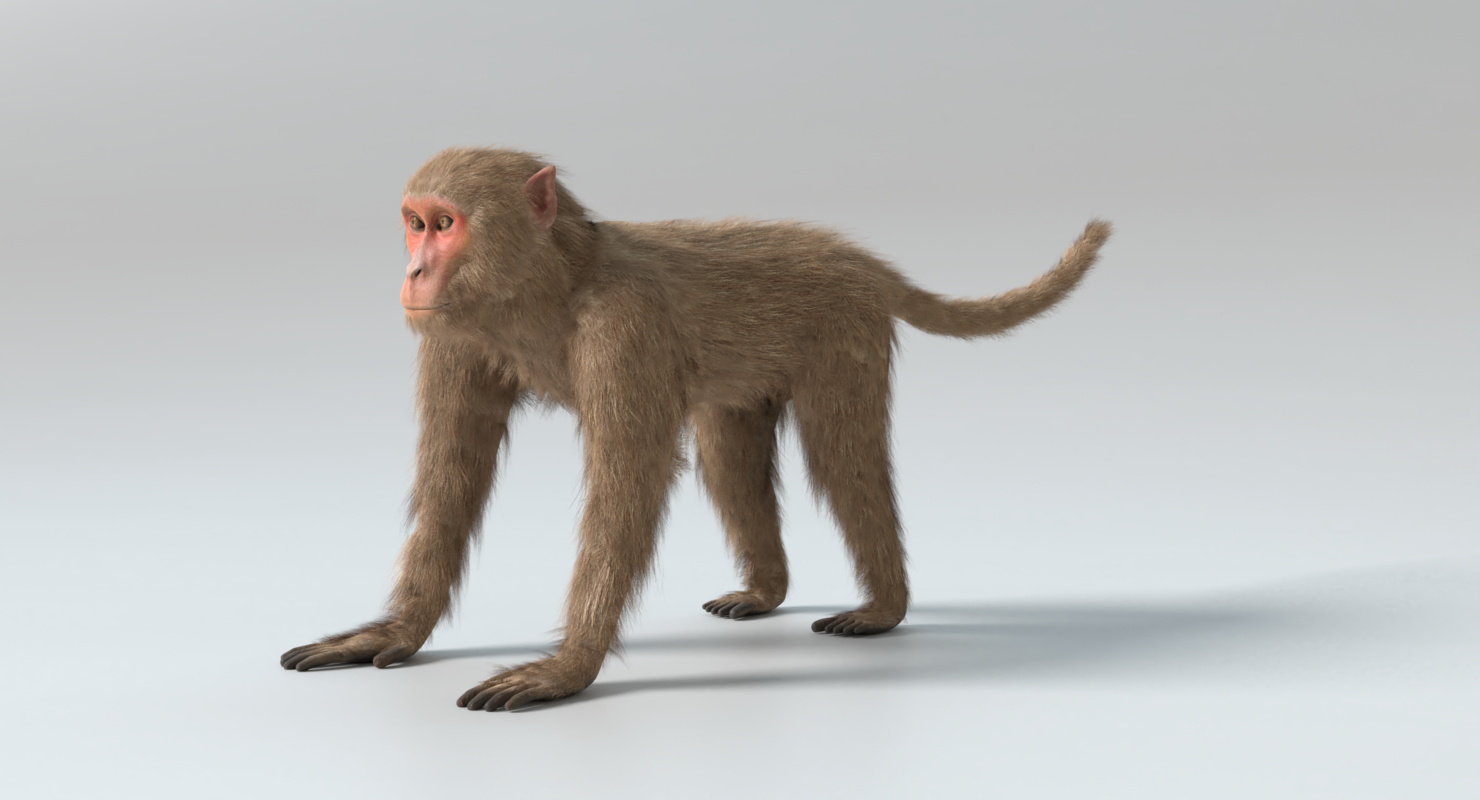 3D monkey animations TurboSquid 1384680