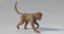 3D monkey animations