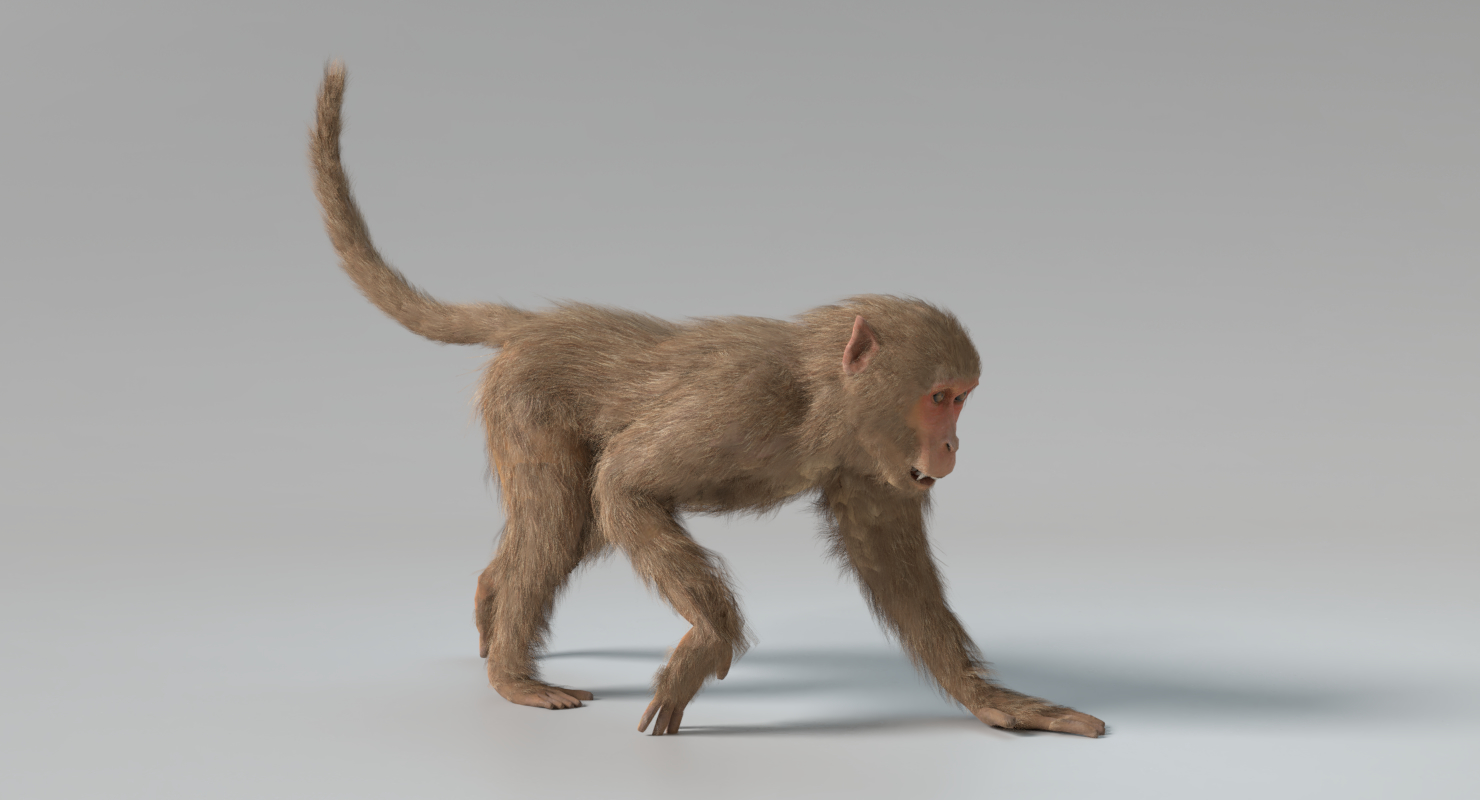 猴子动画3d模型