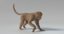 3D monkey animations