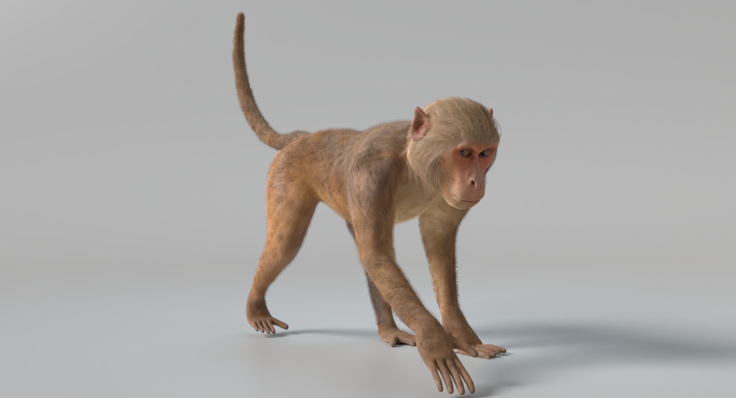 Affe 2 animiert 3D-Modell - TurboSquid 1384685