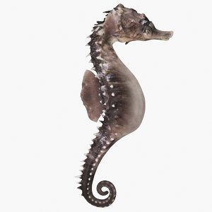 3D model seahorse sea horse
