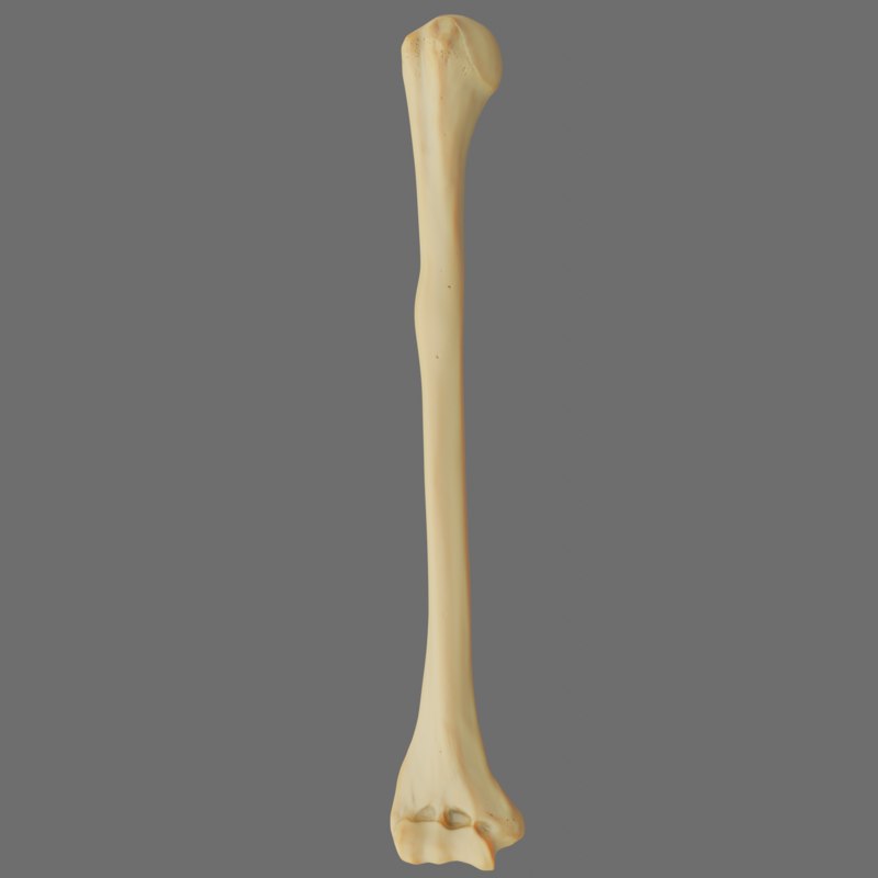 Humerus anatomy modeled 3D model - TurboSquid 1384910