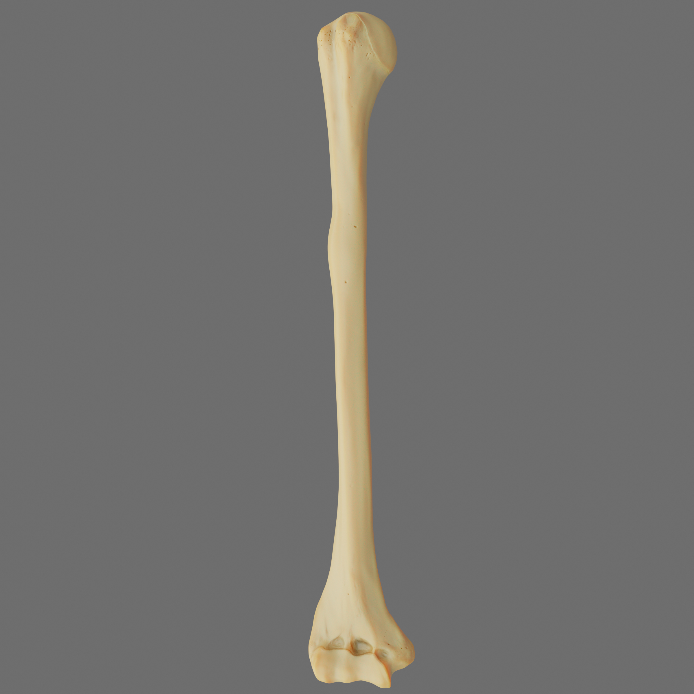 Bone 3d. Плечевая кость 3д. Бедренная кость 3д. 3 Д плечевая кость анатомия. Кость 3к10.