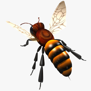 3d honey bee model
