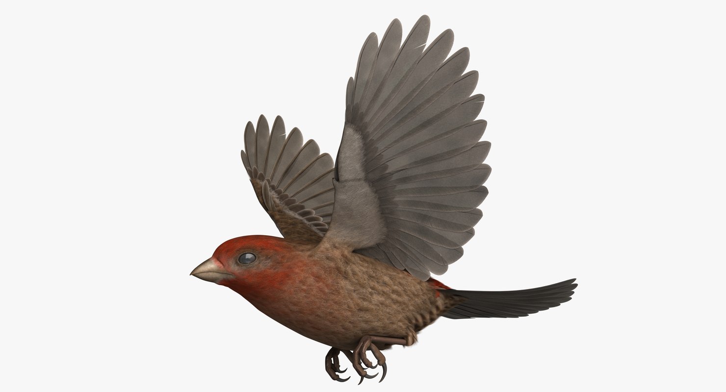 3D model rigged house finch - TurboSquid 1385068