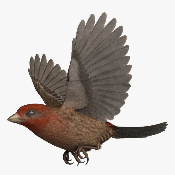 3D model rigged house finch