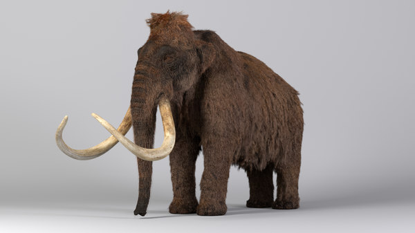 3d mammoth tusks