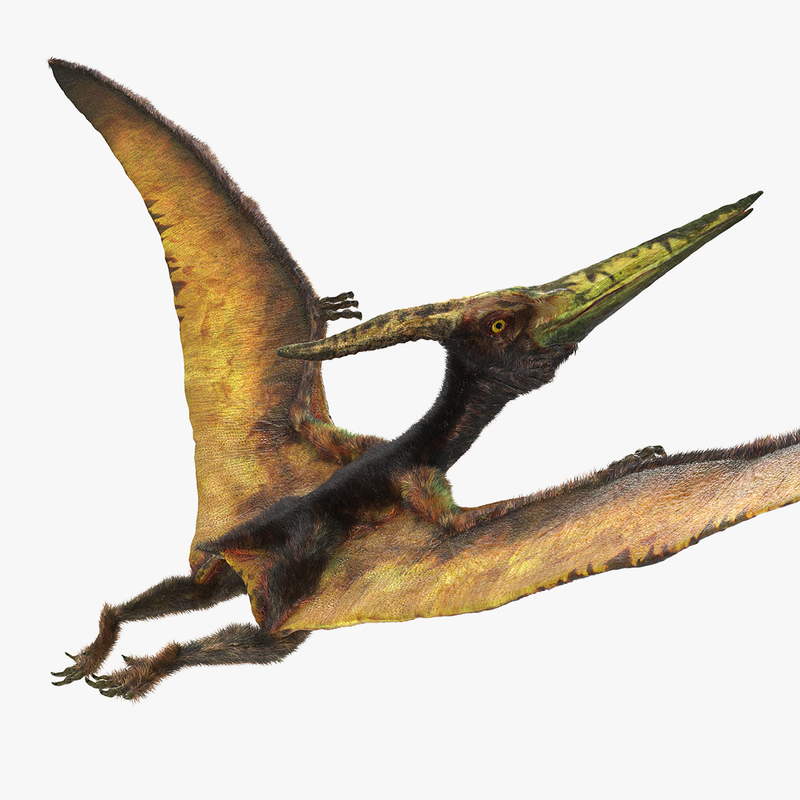 Pteranodon Latający mięsożerny gad Latająca poza z Model 3D ...