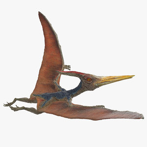 3D pteranodon flying pose model