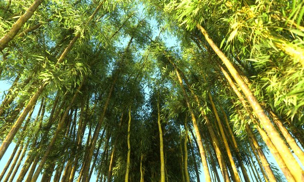 3d bamboo forest pack 10 model