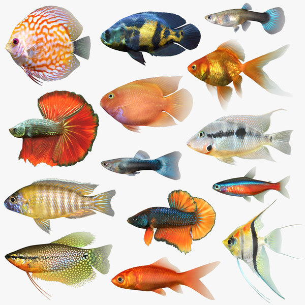 3d generic discus tropical fish