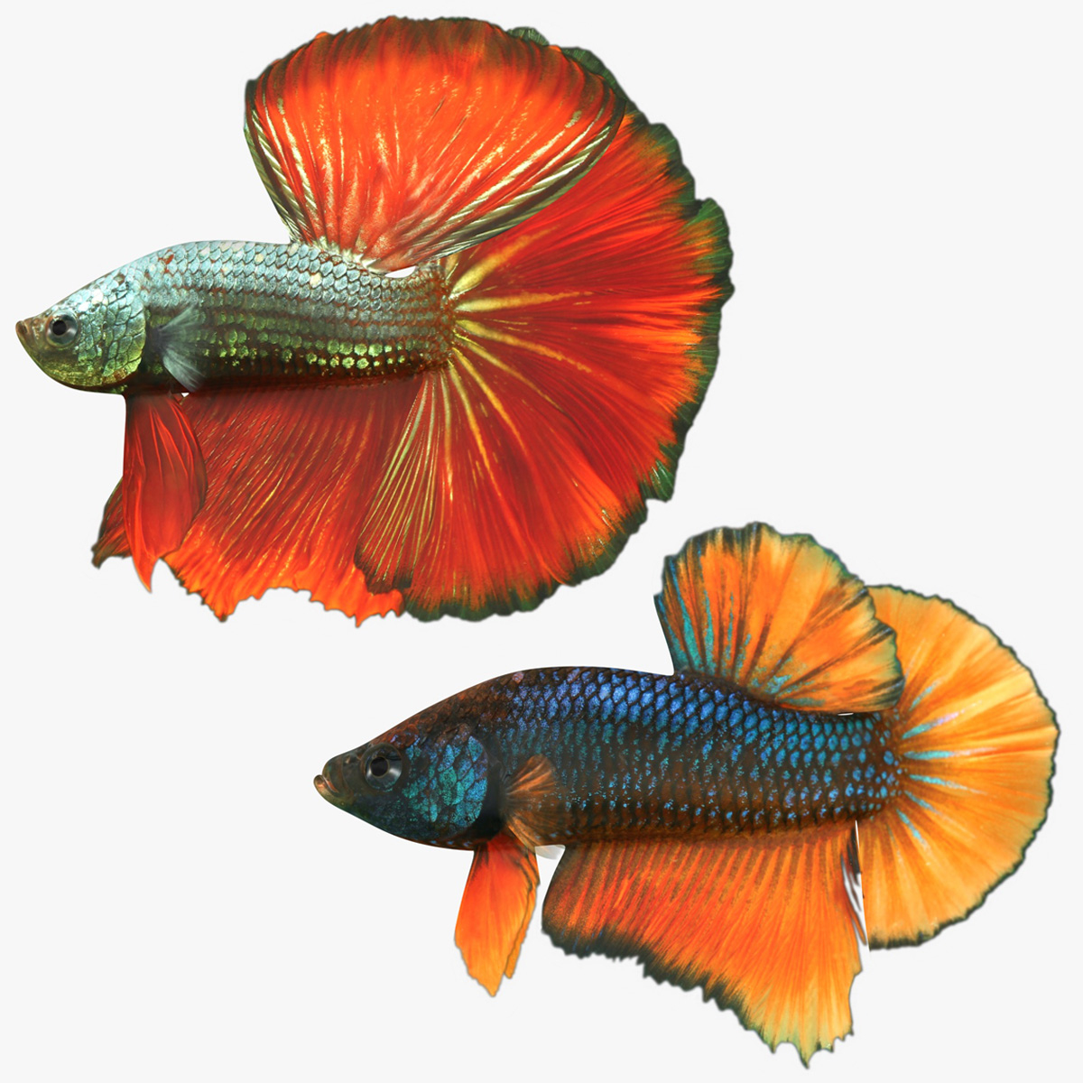 3D betta set - TurboSquid 1385226