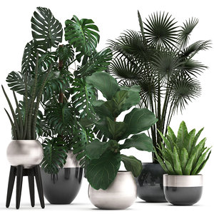 ornamental plants exotic 3D