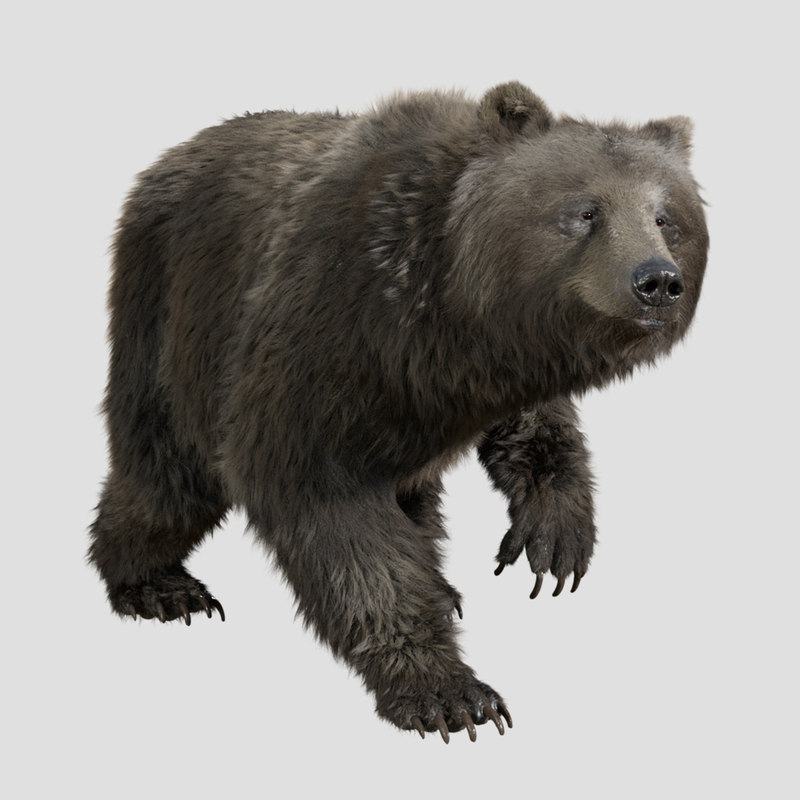 3d Bear Rig Animation Character Turbosquid 1354894