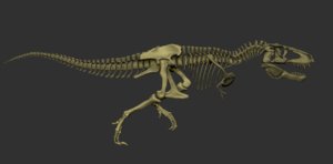 3D tyrannosaurus rex skeleton