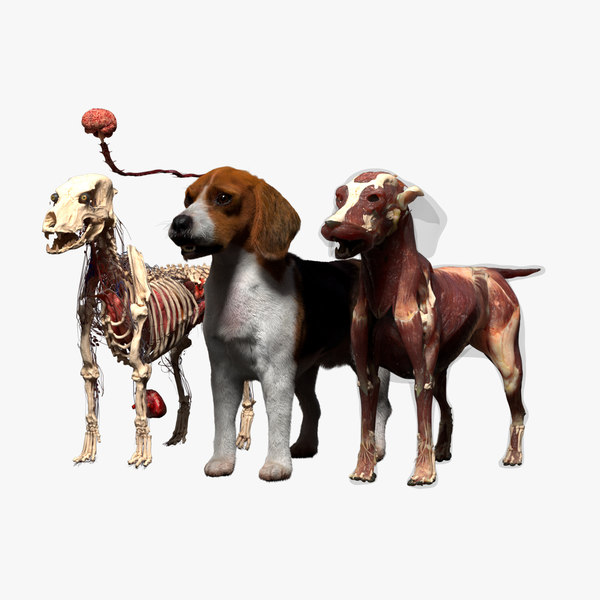 Breed Conferences