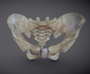 pelvic anatomy 3D model