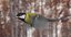 3D great tit animation