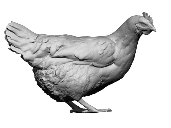 3D real chicken scanned -