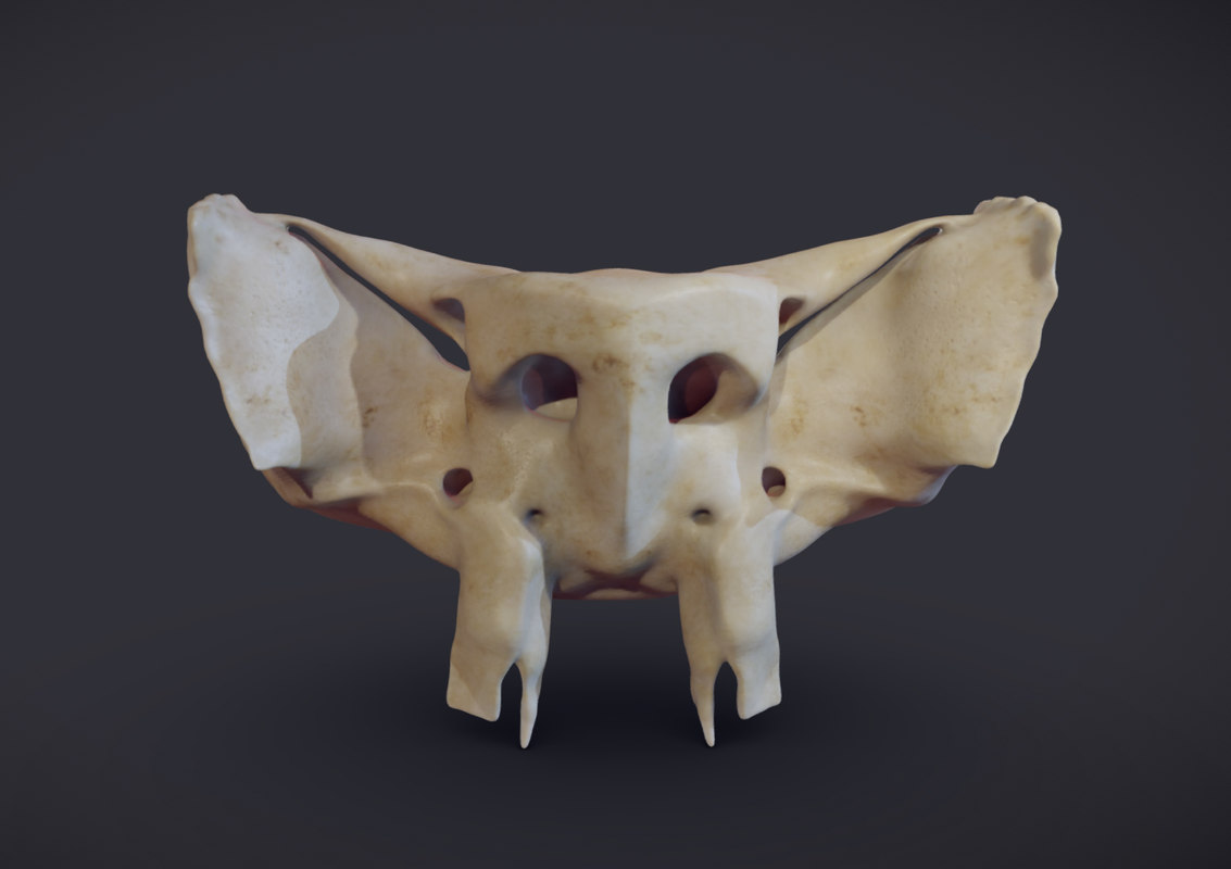 Sphenoid bone 3D model - TurboSquid 1385930