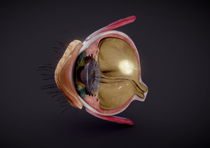 3D eye retina