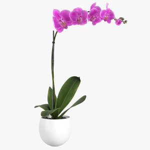 3D orchid