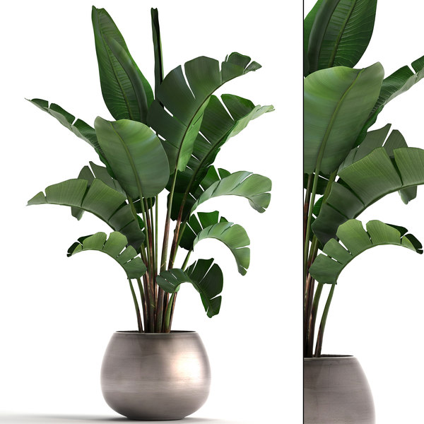 3D decorative plants interior black model - TurboSquid 1576412