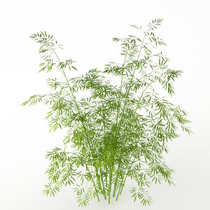 bush bamboo garden 3d model