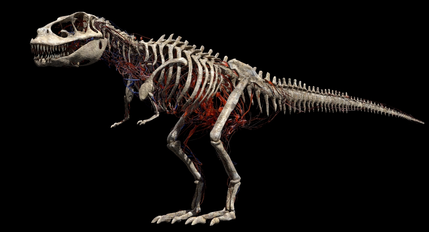 giganotosaurus tyranosaurus解剖學3d3d模型