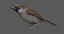 3D house sparrow animation model