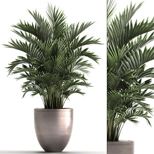 decorative palms howea 3D