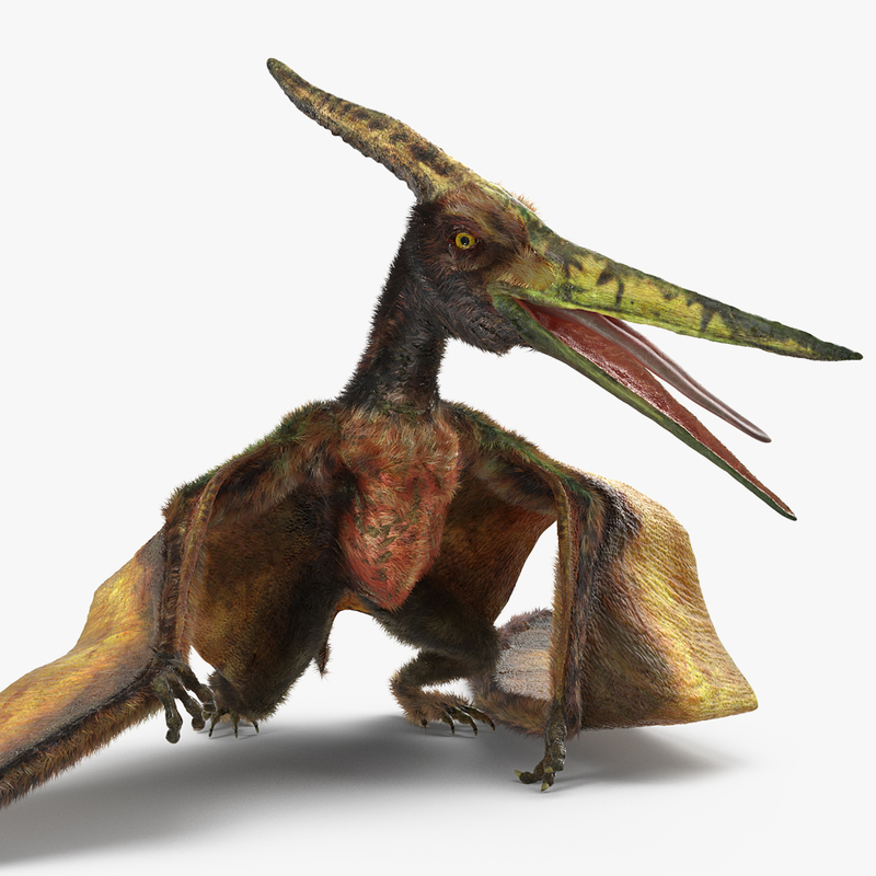 modèle 3D de Pteranodon Reptile Carnivore Volant Pose Debout Avec ...