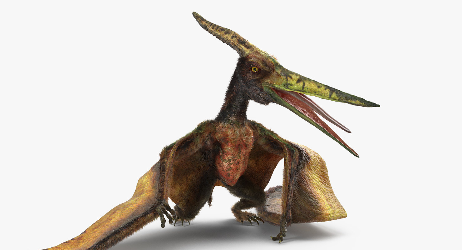 3D pteranodon flying carnivorous reptile model - TurboSquid 1386527