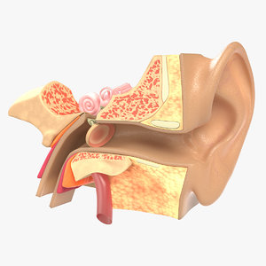 ear tympanum 3D