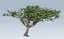 acacia trees 3D model
