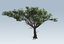 acacia trees 3D model