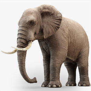 3D rigged elephant model