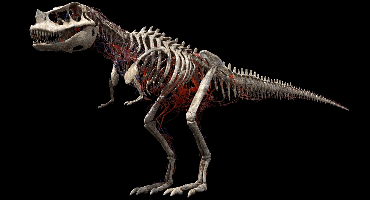 角鼻龙解剖3d3d模型