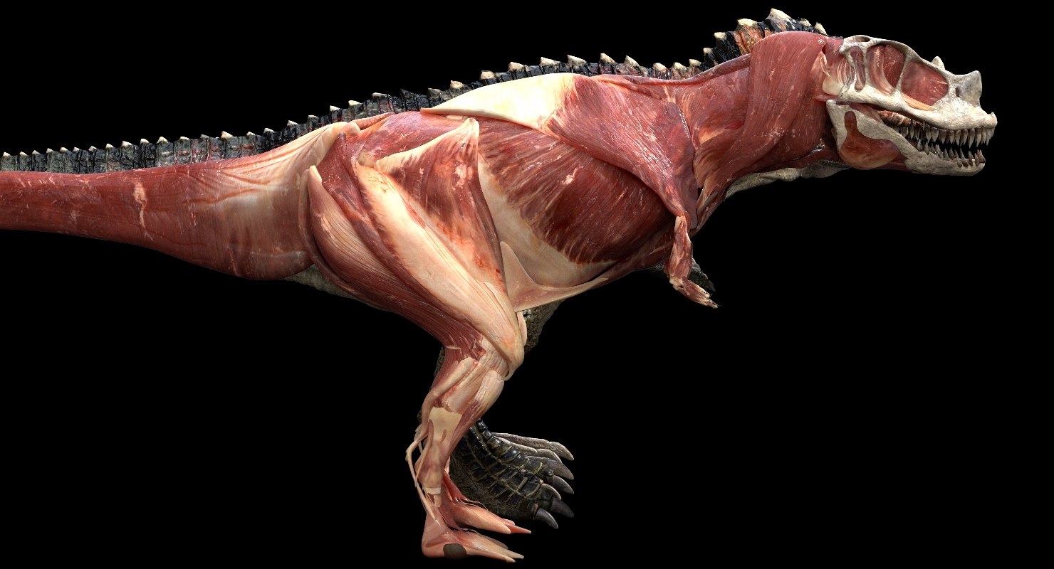 角鼻龙解剖3d3d模型