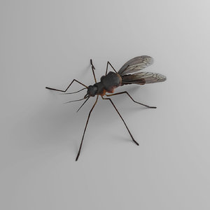 mosquito 3D model
