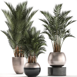 decorative palms howea plants 3D