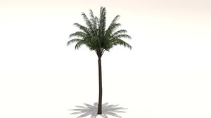 3D date palm tree