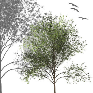 White Acacia