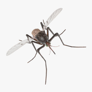 3D model mosquito animation
