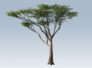 acacia tree 3D model