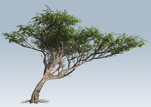branches leaves 3D
