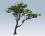 acacia tree 3D model