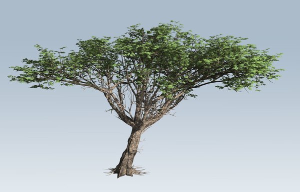 Acacia 3D Models for Download | TurboSquid