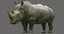 rhino anatomy model